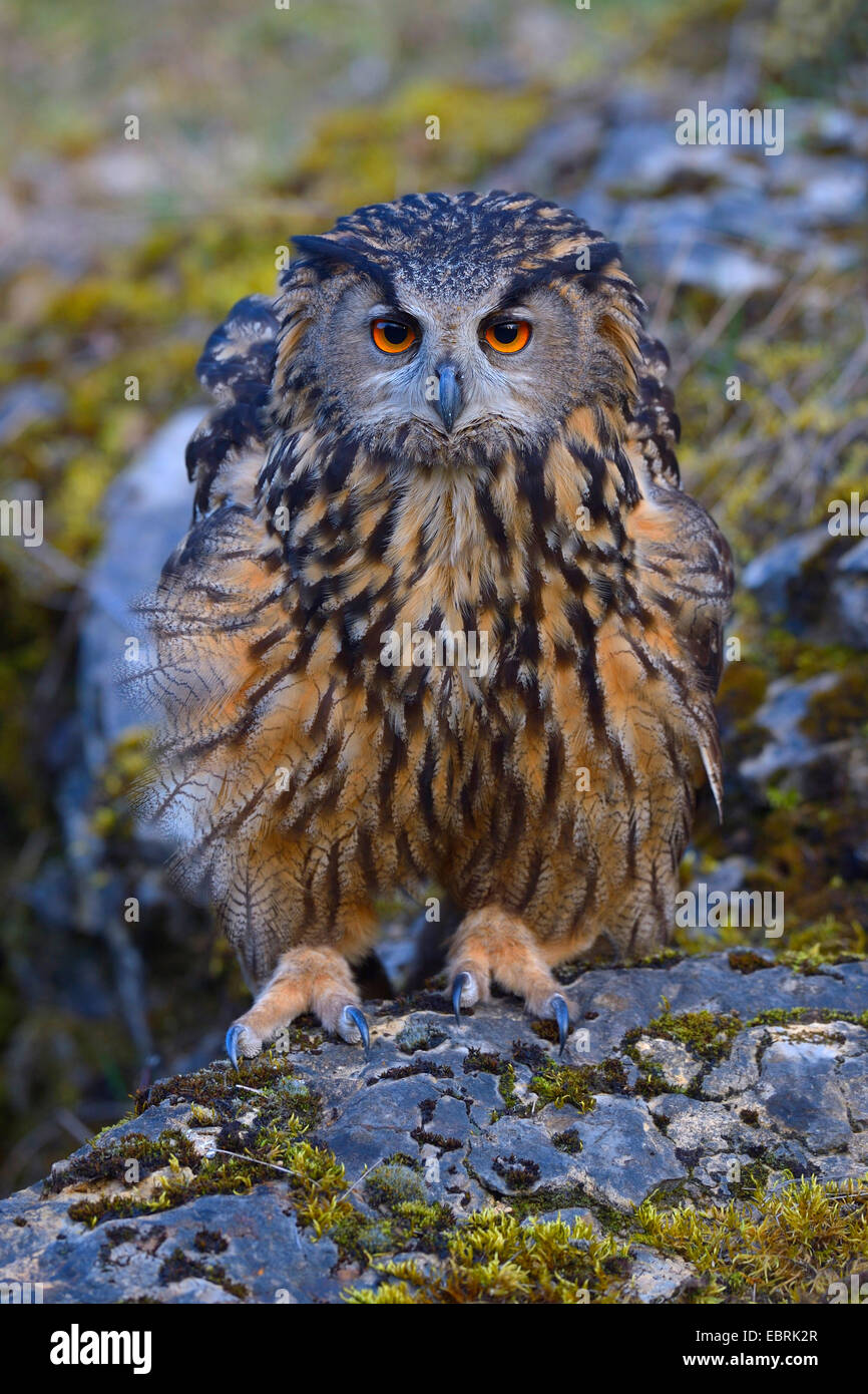 northern eagle owl (Bubo bubo), female in defence posture, Germany, Baden-Wuerttemberg Stock Photo