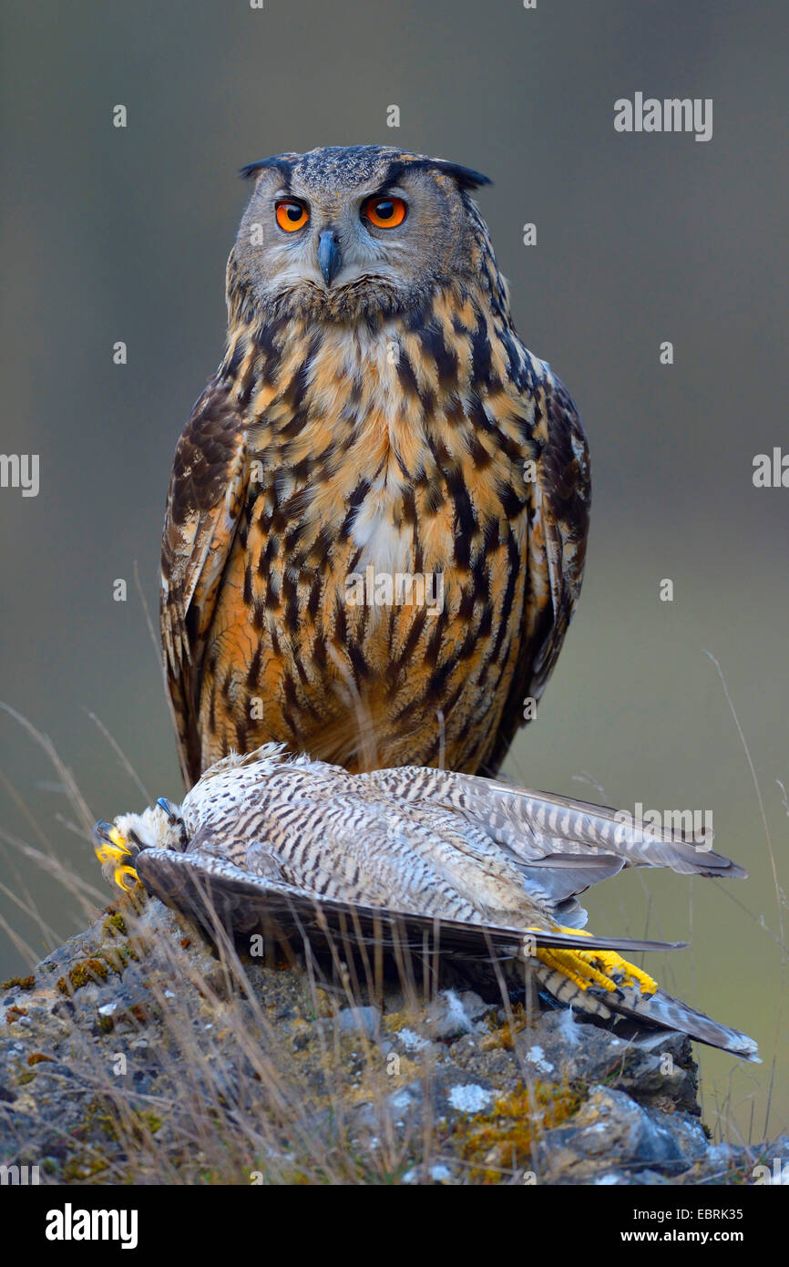 northern eagle owl (Bubo bubo), afult female with peregrine falcon as