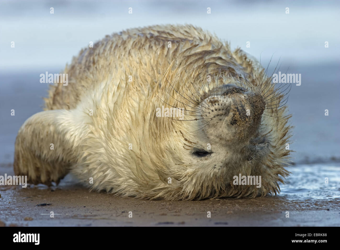 Supine position hi-res stock photography and images - Alamy