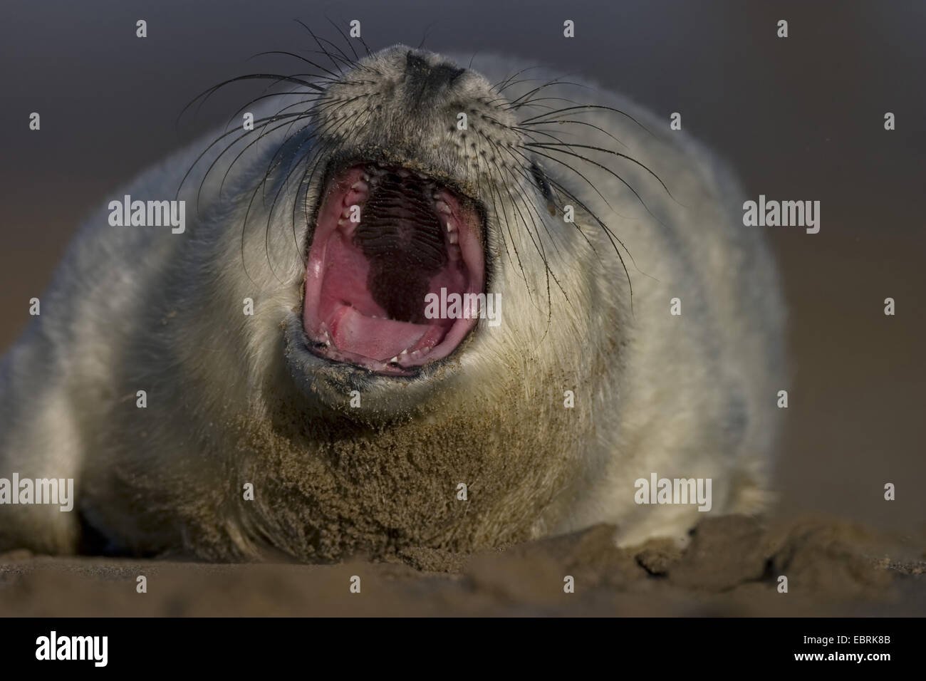 gray seal (Halichoerus grypus), yawning seal pup , United Kingdom Stock