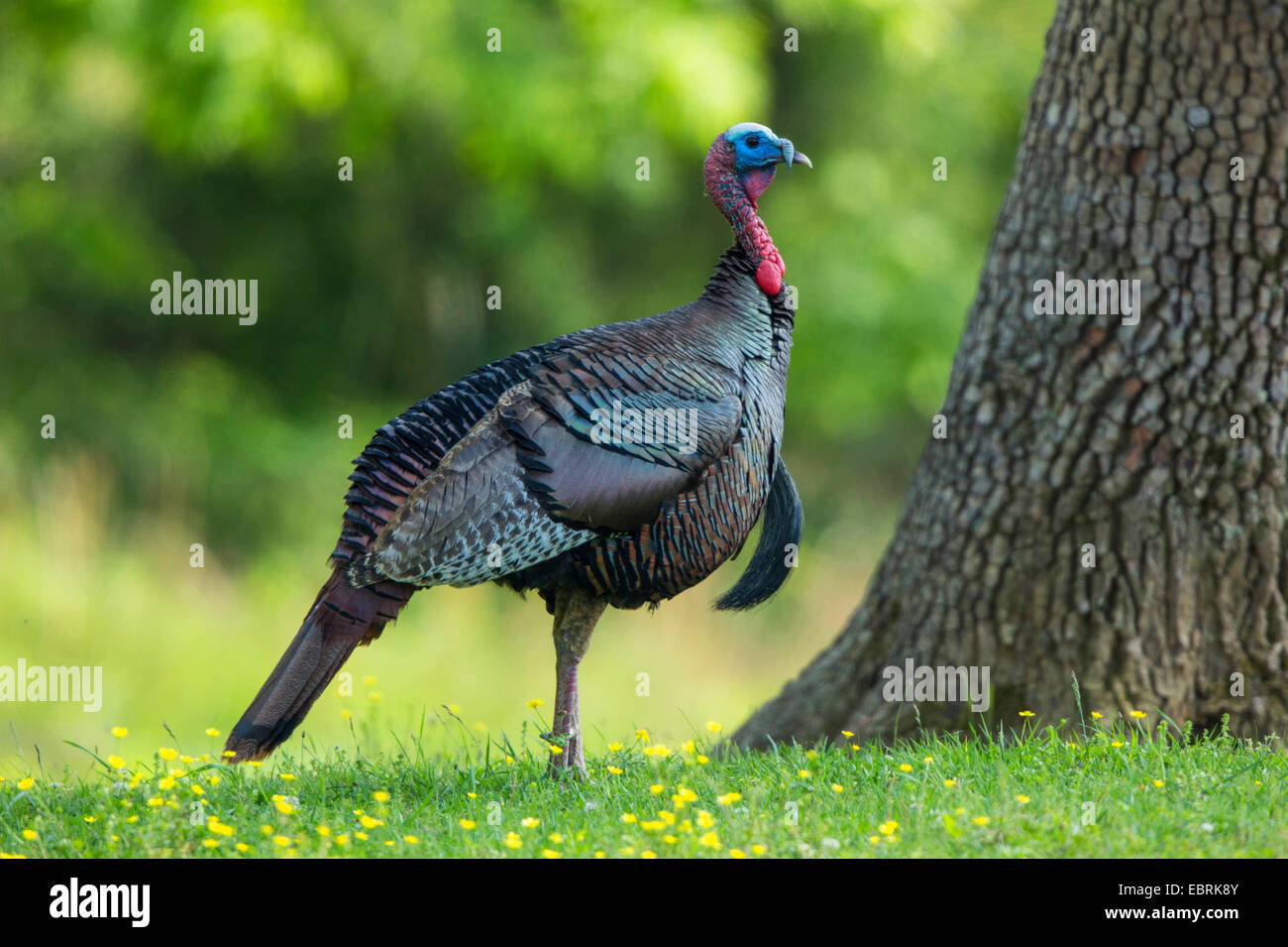 common turkey (Meleagris gallopavo), cock standing near a tree in a blooming meadow, USA, Tennessee, Great Smoky Mountains NP Stock Photo