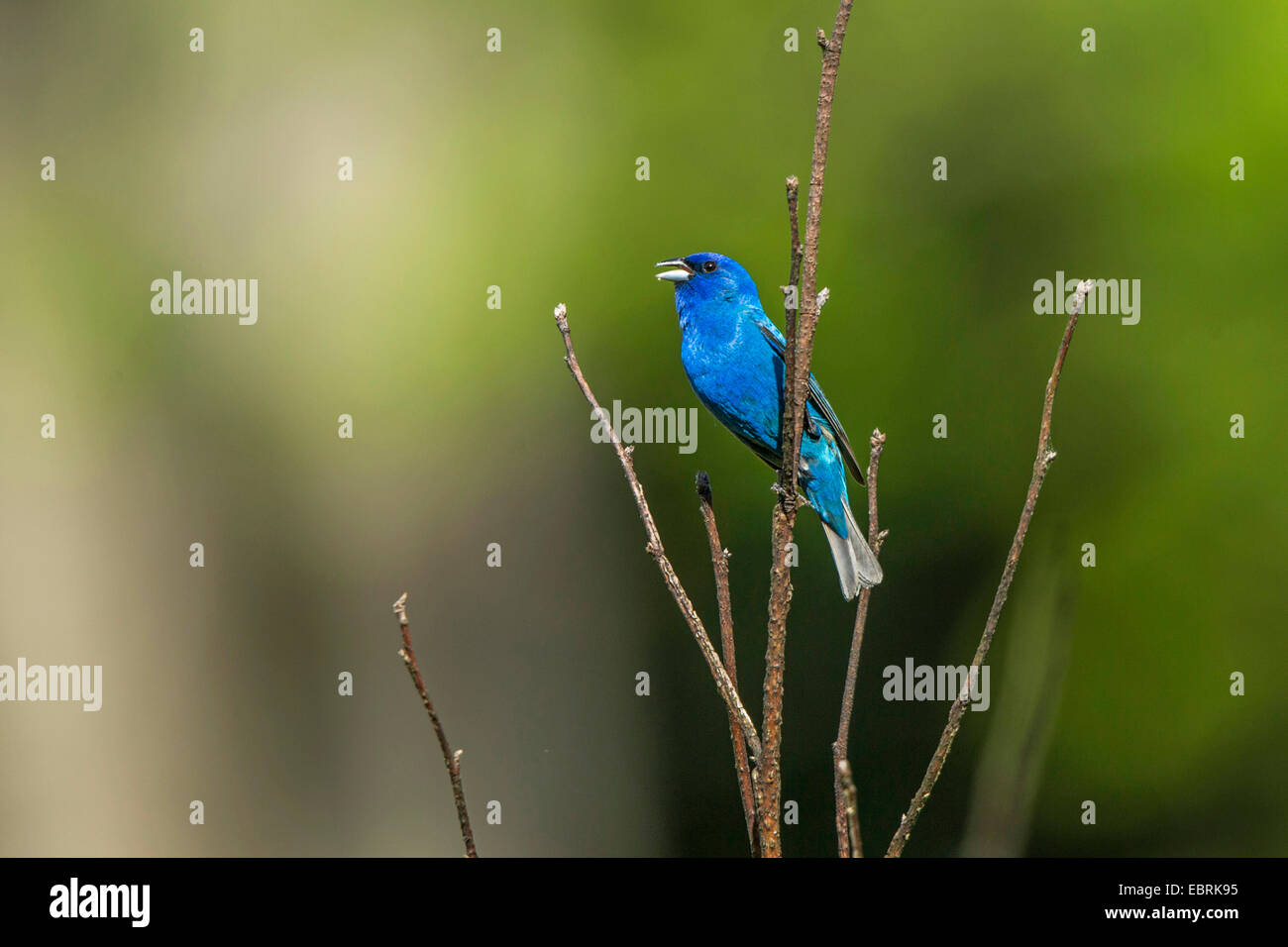 indigo bunting (Passerina cyanea), singing male, USA, Tennessee, Great Smoky Mountains National Park Stock Photo