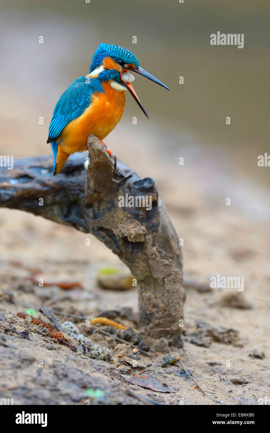 river kingfisher (Alcedo atthis), male spying a pellet, Germany Stock Photo