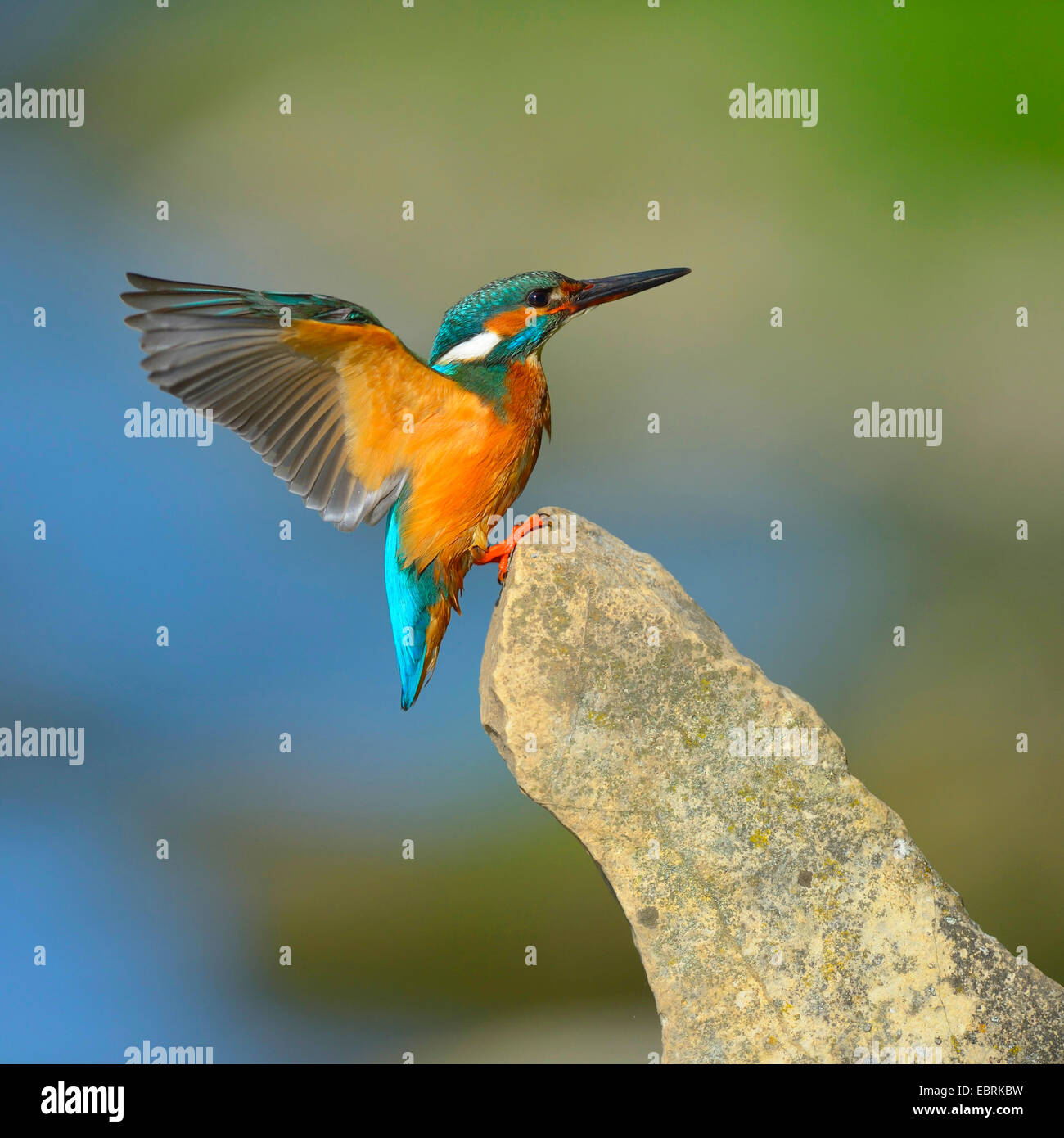 river kingfisher (Alcedo atthis), landing on a stone, Germany Stock Photo