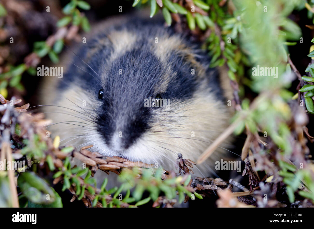 The nature of the Norwegian lemming: 'bloodthirsty, hairy