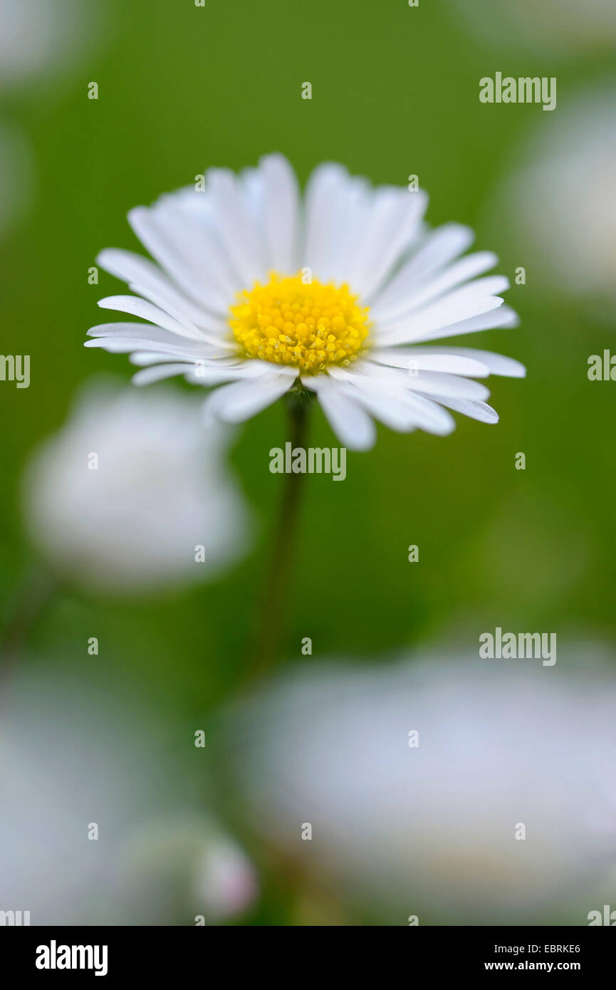 common daisy, lawn daisy, English daisy (Bellis perennis), inflorecence, Germany, North Rhine-Westphalia Stock Photo
