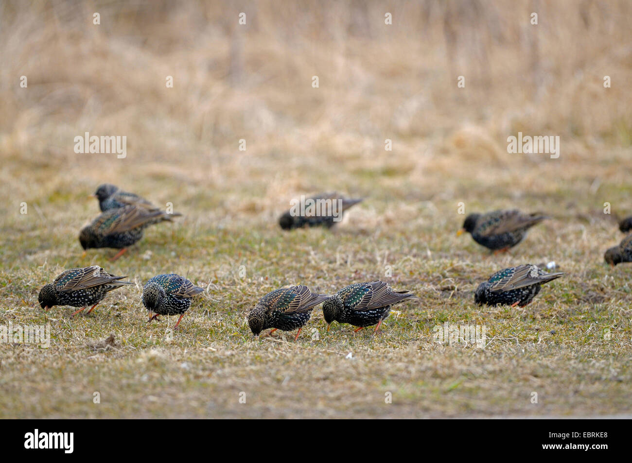 common starling (Sturnus vulgaris), starlings on the feed in a meadow, Netherlands, Texel Stock Photo