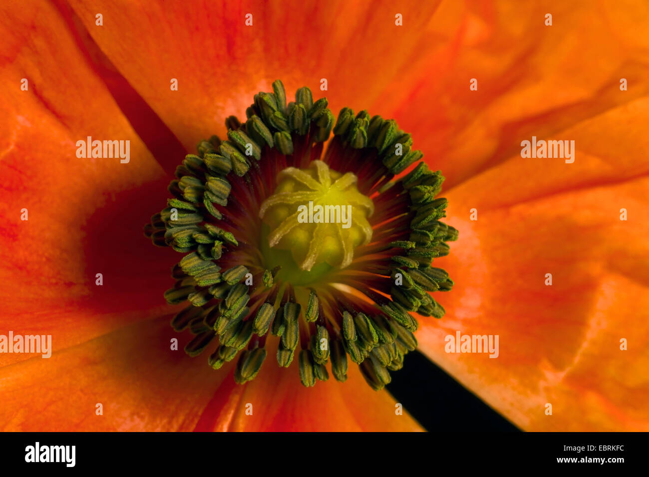 Pistil poppy papaver detail flower hi-res stock photography and images ...