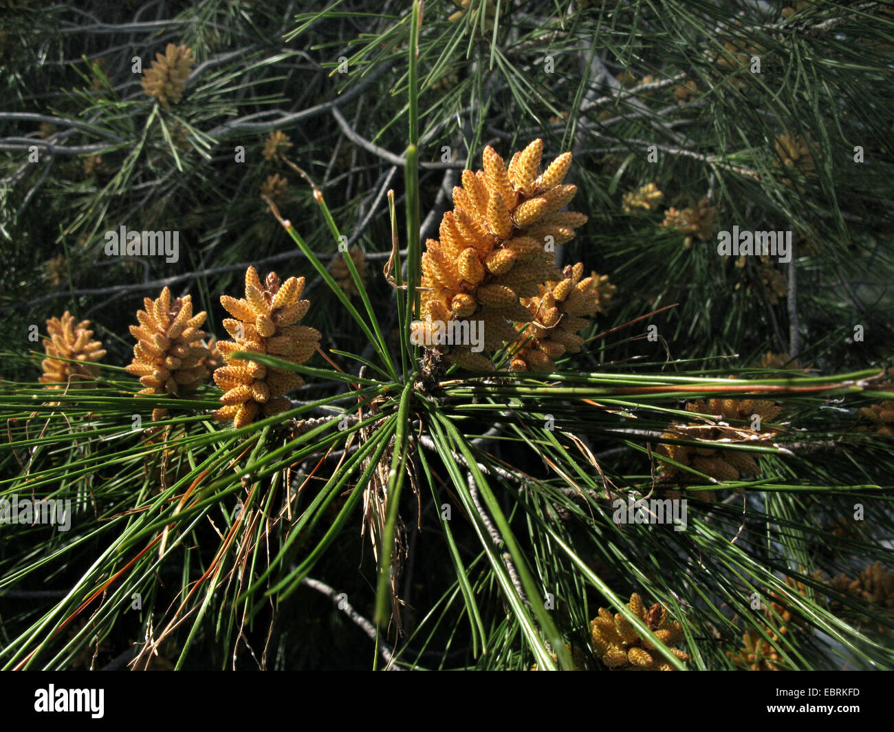 aleppo pine (Pinus halepensis), male inflorescences, Greece, Peloponnese Stock Photo