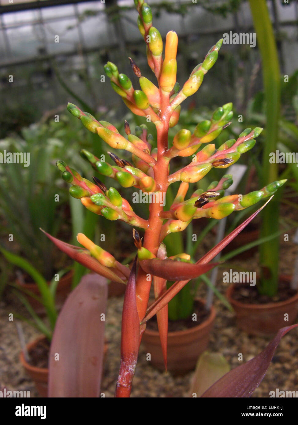 Aechmea (Aechmea penduliflora), inflorescence Stock Photo