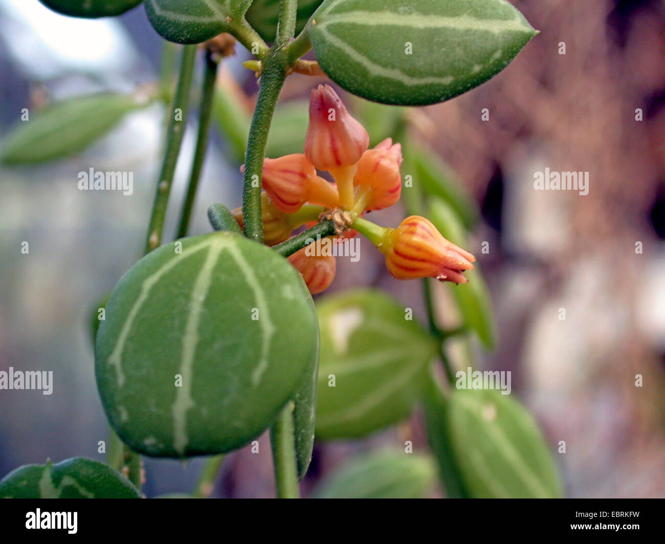 Dischidia ovata (Dischidia ovata), inflorescence Stock Photo