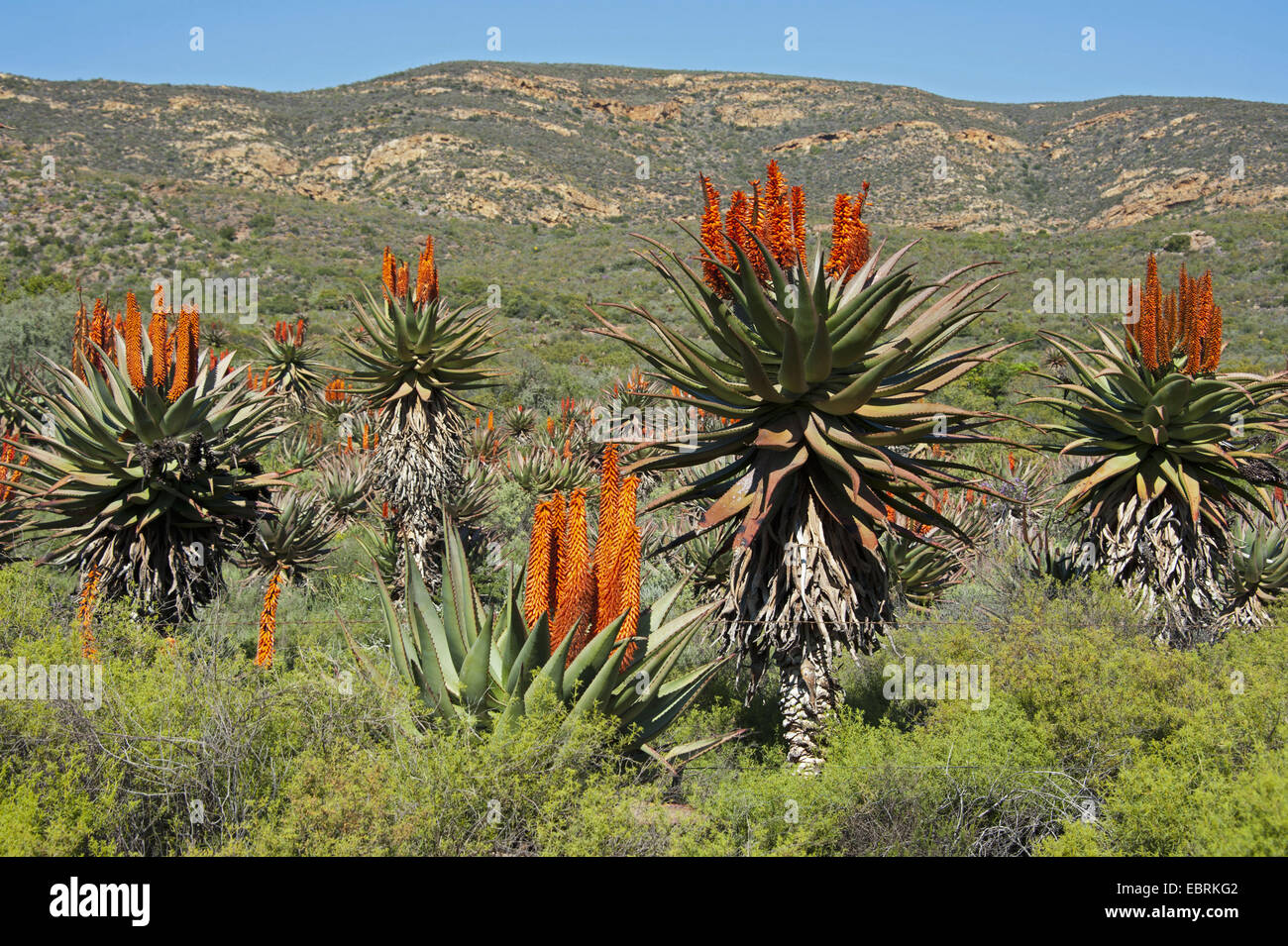 Cape Aloe, Bitter Aloe, Red Aloe, Tap Aloe (Aloe ferox), blooming, South Africa, Western Cape, Kleine Karoo Stock Photo