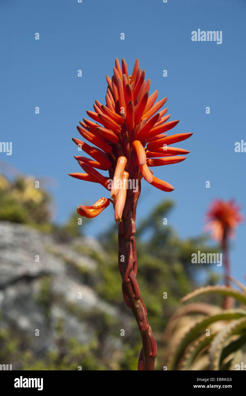 African aloe (Aloe africana), inflorescence, South Africa, Western Cape, Table Mountain National Park Stock Photo