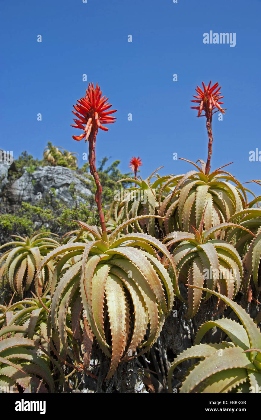 African Aloe Aloe Africana Inflorescence South Africa Western Cape