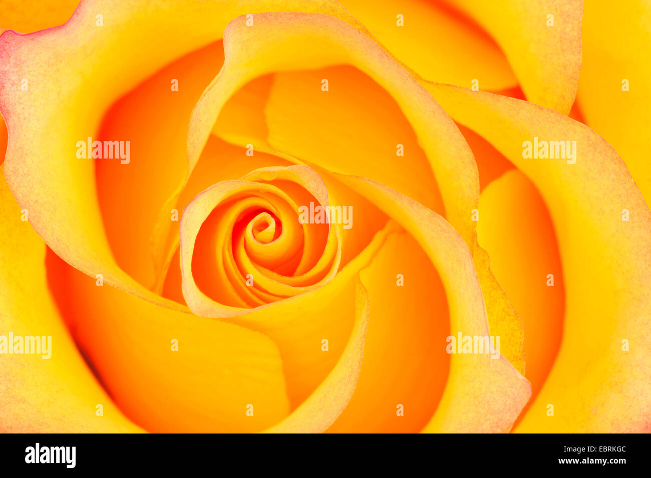 ornamental rose (Rosa spec.), detail of a yellow rose Stock Photo