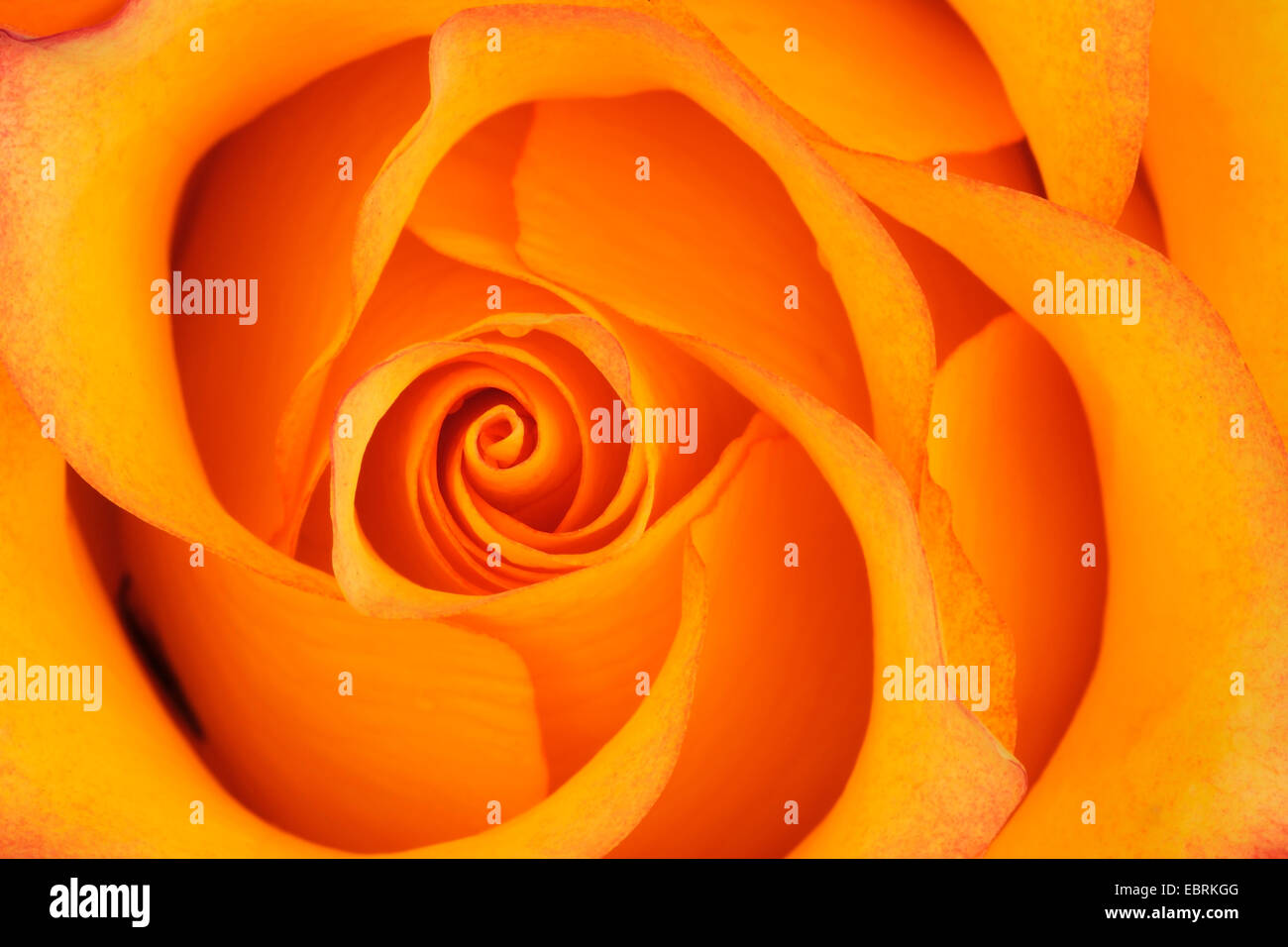 ornamental rose (Rosa spec.), detail of a orange rose Stock Photo