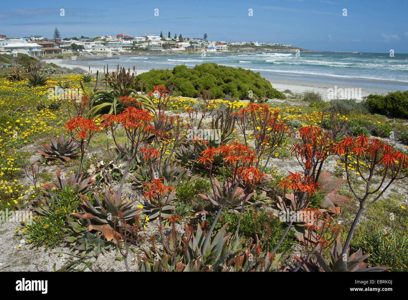 blooming aloes, South Africa, Western Cape, Yzerfontein Stock Photo