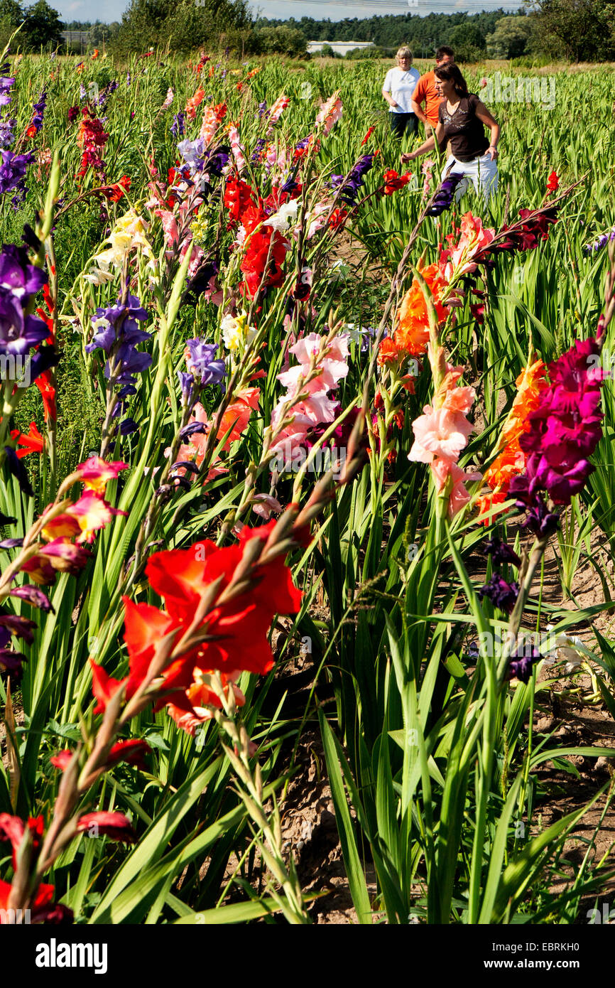 gladiolus (Gladiolus Grandiflorus-Hybriden), flowers on a field for self-picking, Germany, Hesse Stock Photo