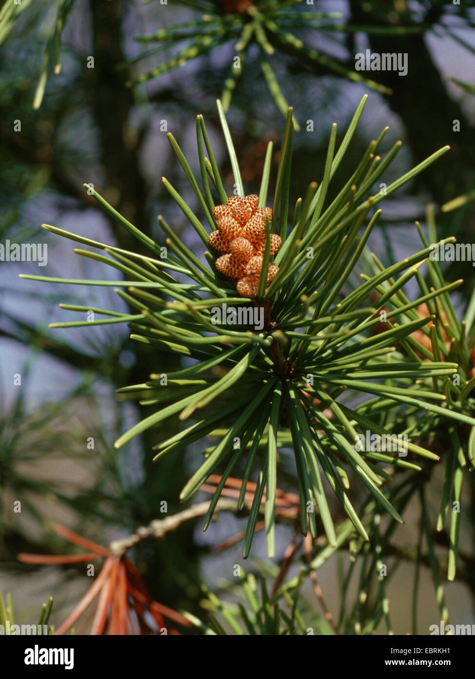 umbrella pine (Sciadopitys verticillata), male flowers Stock Photo