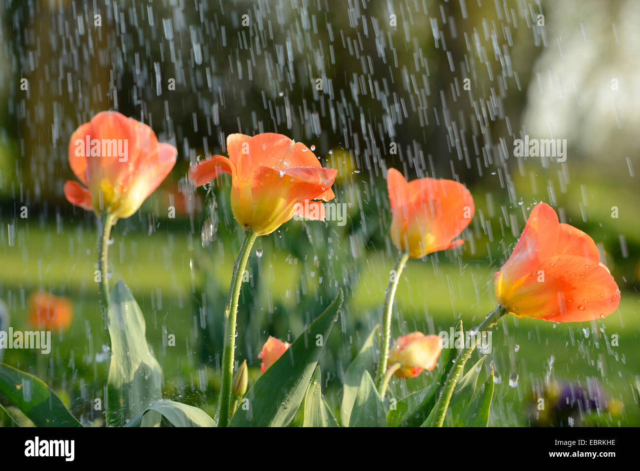 common garden tulip (Tulipa spec.), tulips in rain shower Stock Photo