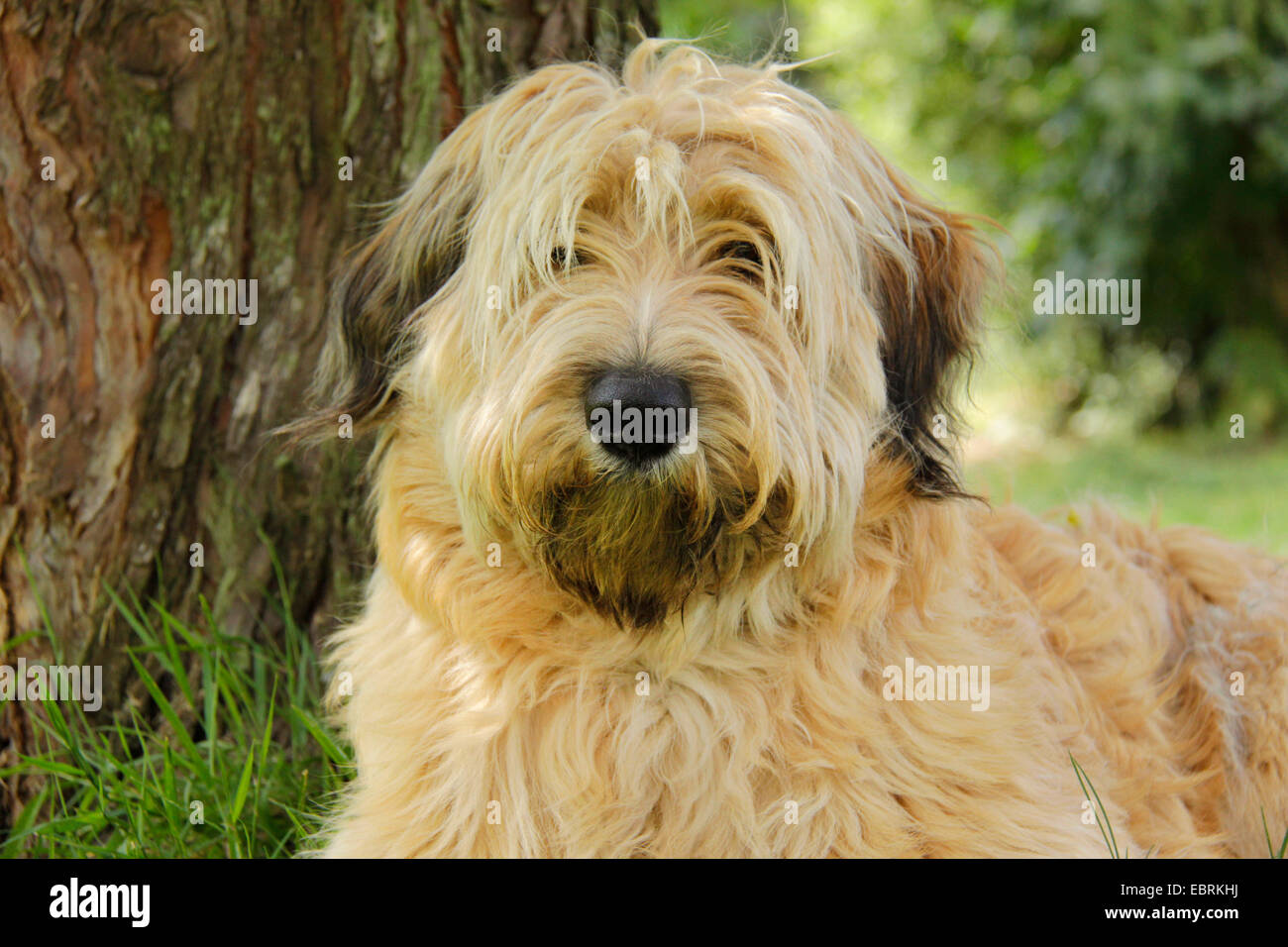 German Sheeppoodle