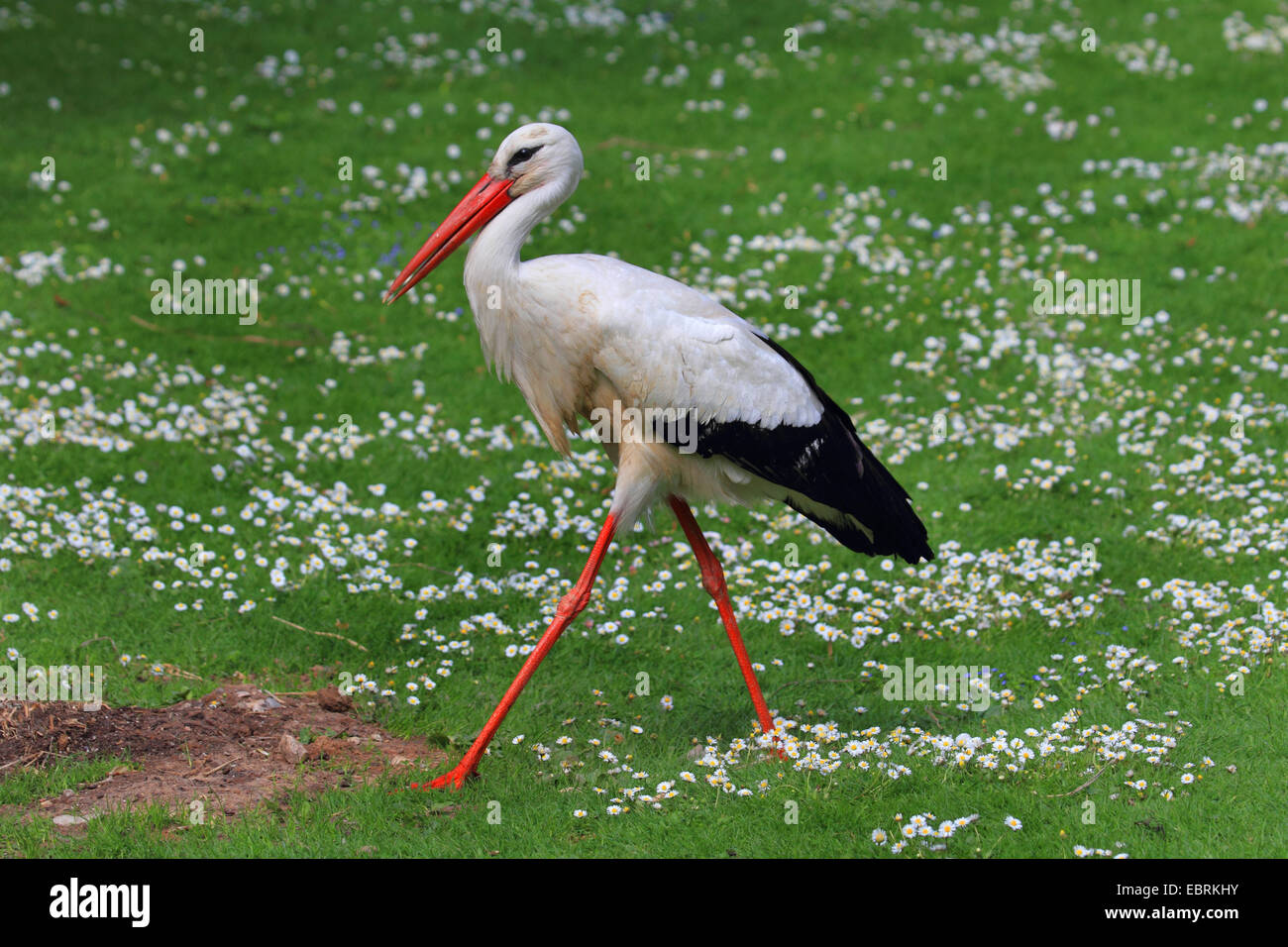 white stork (Ciconia ciconia), walking a cross a meadow, Germany Stock Photo
