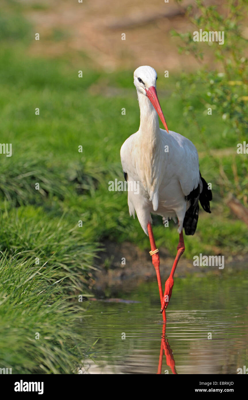 white stork (Ciconia ciconia), adult on the feed, Germany Stock Photo