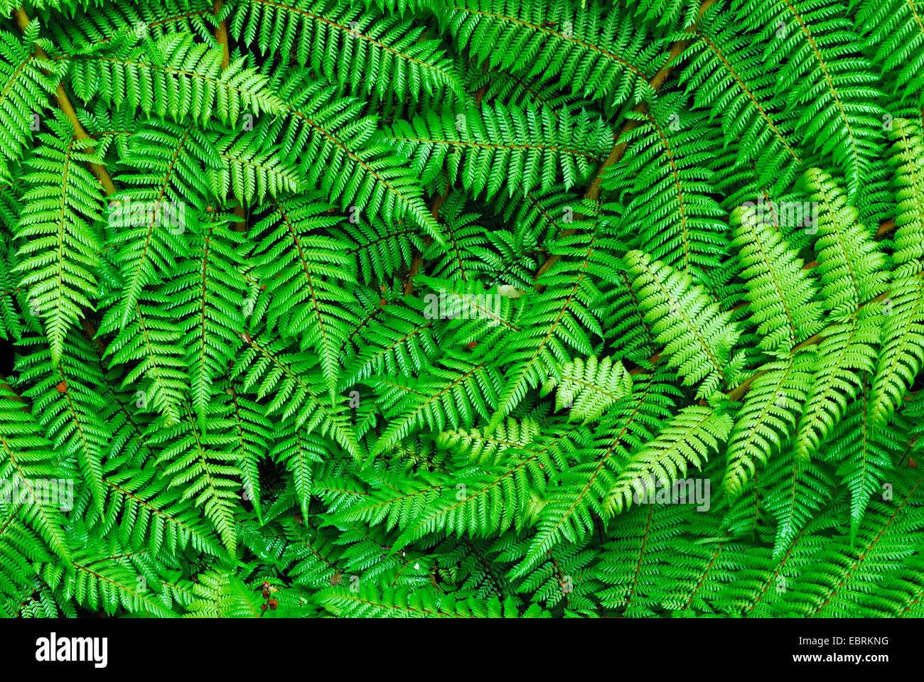 fern, New Zealand, Southern Island, Fjordland National Park Stock Photo