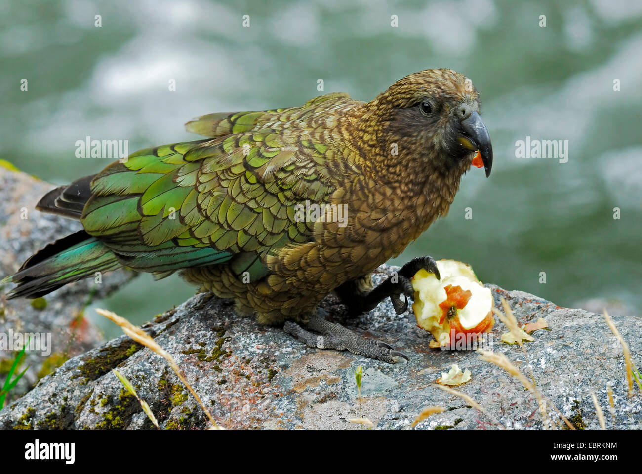 kea (Nestor notabilis), feeding on an apple, New Zealand, Southern Island, Fjordland National Park Stock Photo