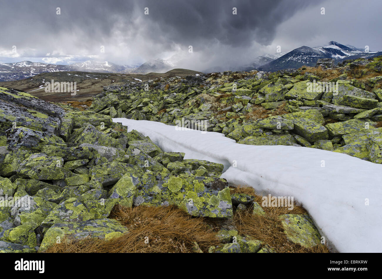 flurry of snow in Rondane National Park, Norway, Hedmark, Hedmark Fylke, Rondane National Park Stock Photo