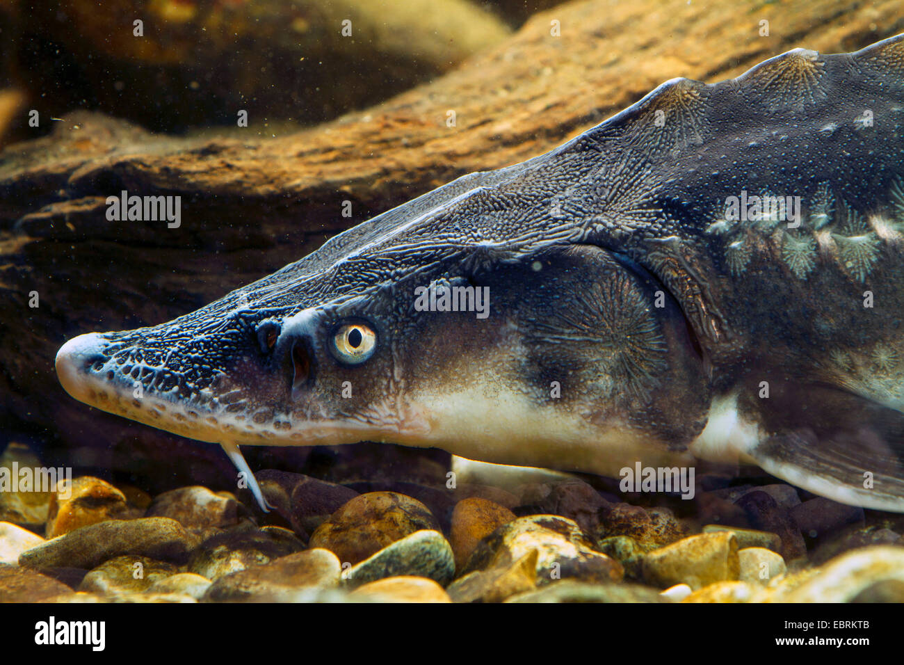 Sturgeon head hi-res stock photography and images - Page 2 - Alamy