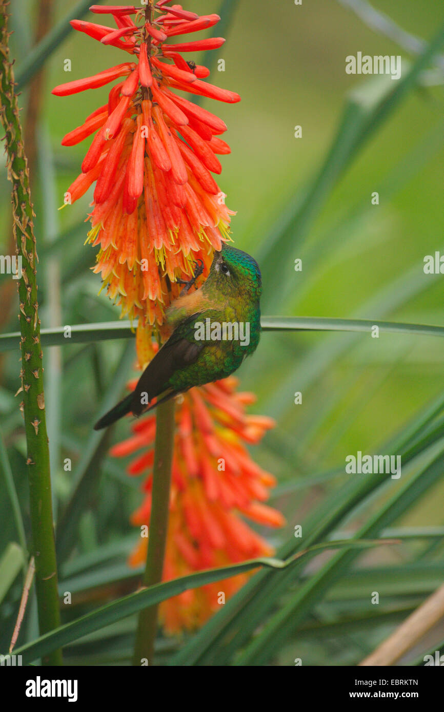 hummingbird drinking nectar at an aloe, Colombia Stock Photo Alamy