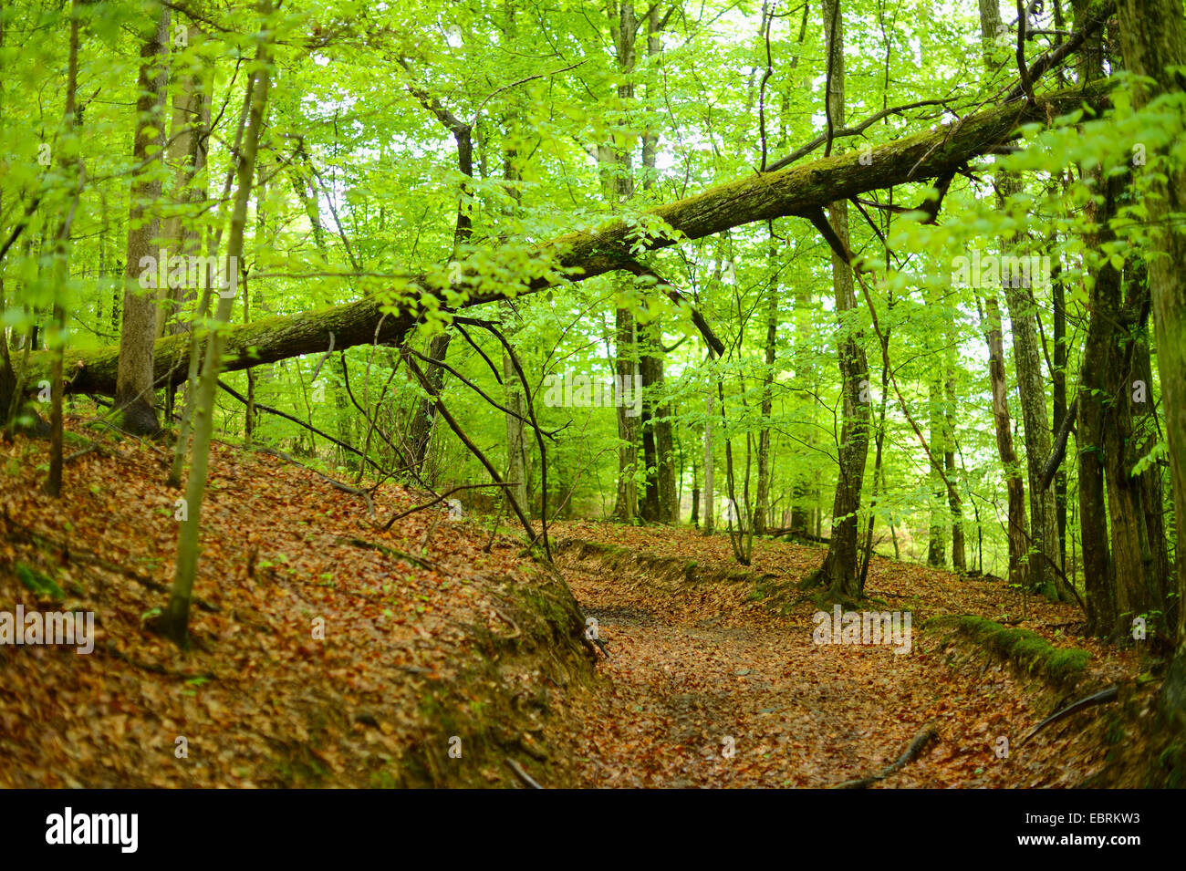 fallen tree in a spring forest, Austria, Styria Stock Photo