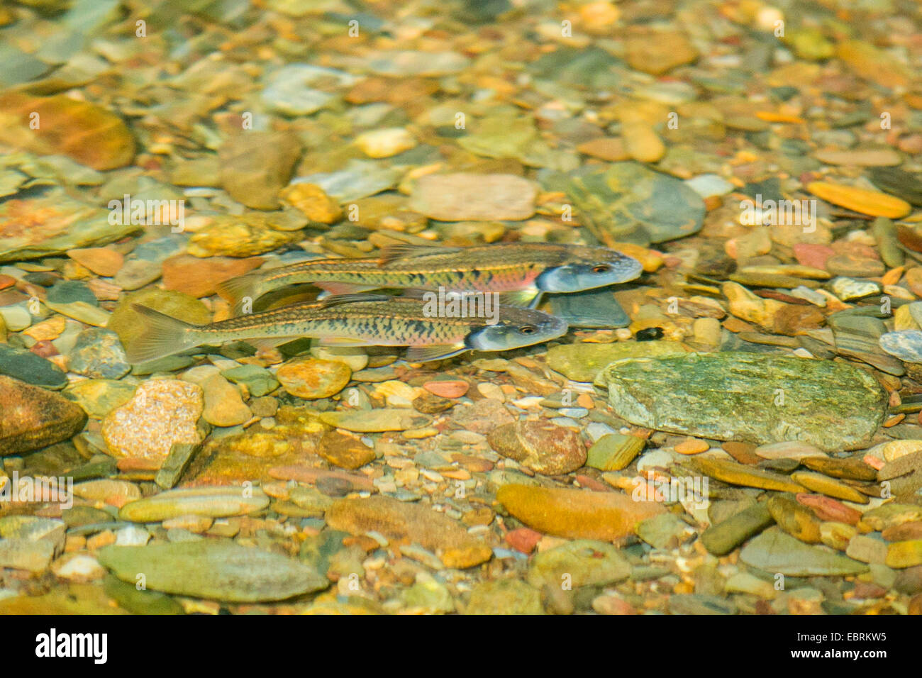 Tennessee striped shiner (Luxilus chrysocephalus), couple with spawning coloration and cloudy secrete on the head with white nodules, USA, Tennessee, Little River Stock Photo