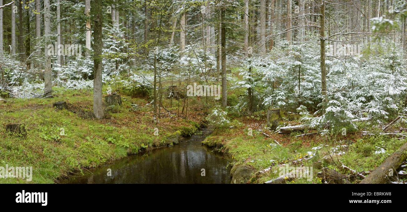 little stream ub forest in winter, Germany, Bavaria, Bavarian Forest National Park Stock Photo