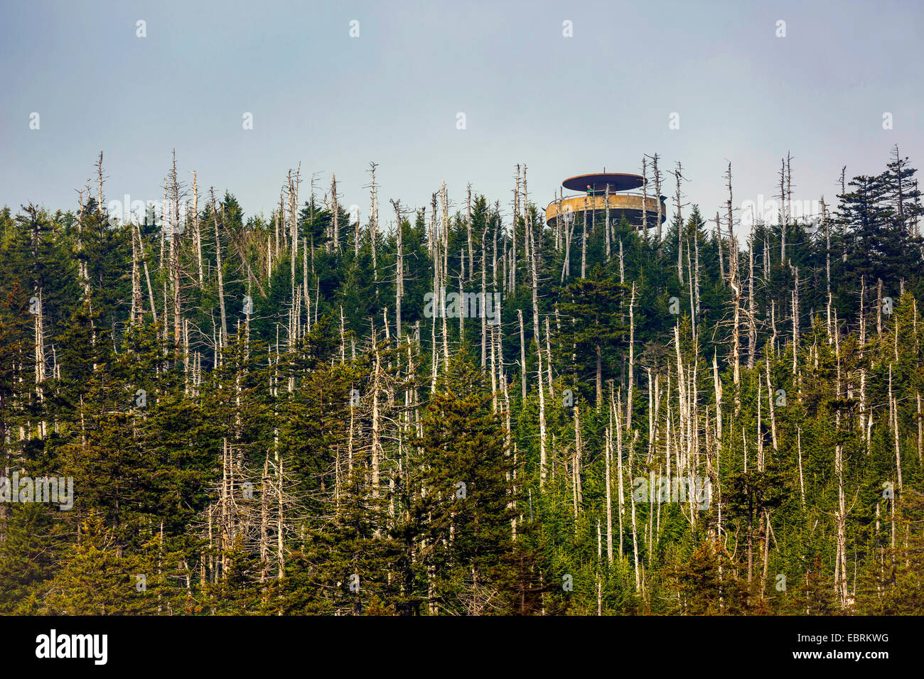 lookout tower in a conifer forest with coniferous forest, USA, Tennessee, Great Smoky Mountains National Park Stock Photo