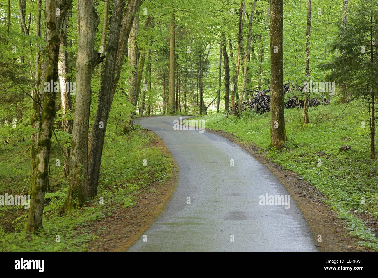 sealed road in a spring forest, Austria, Styria Stock Photo