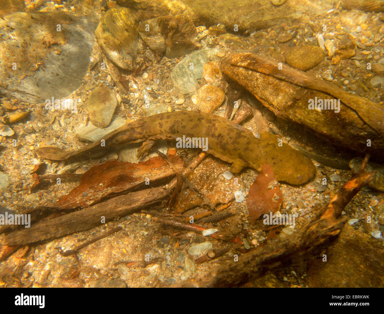 hellbender (Cryptobranchus alleganiensis), on the river ground, USA, Tennessee, Little River Stock Photo