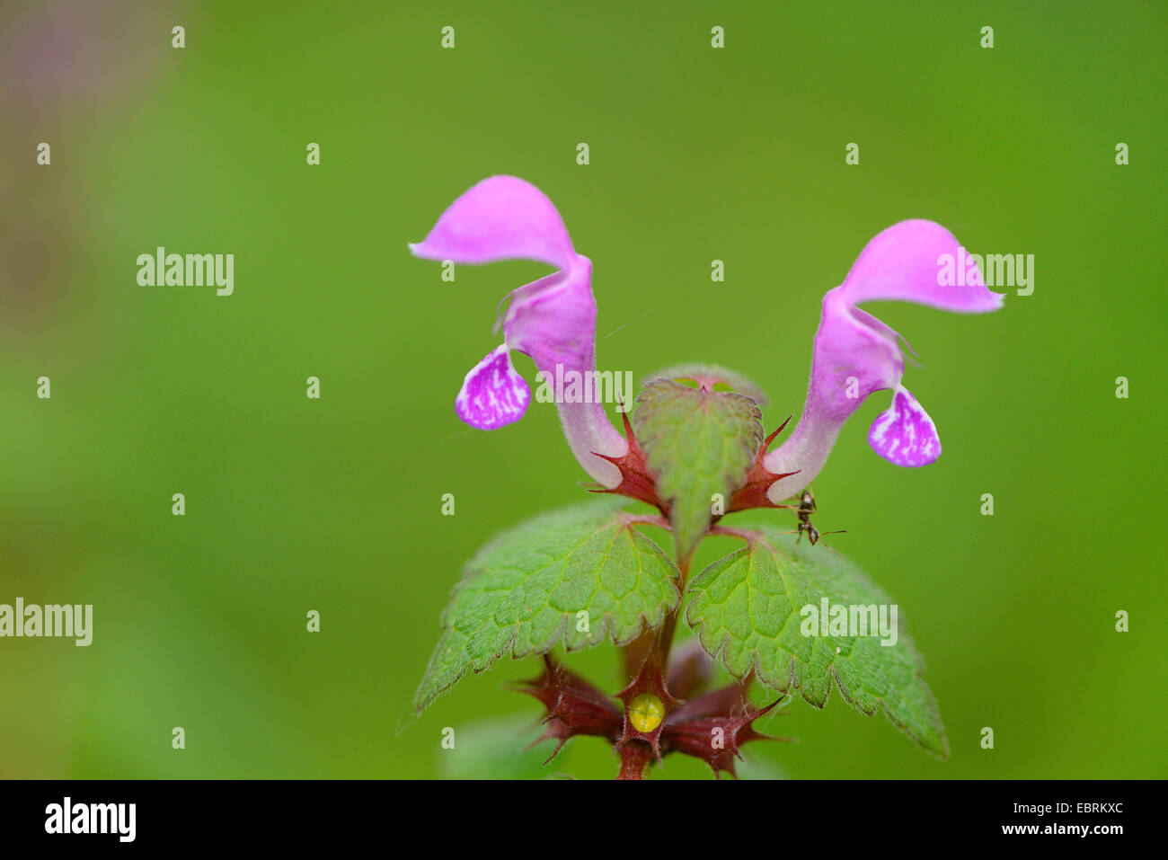 spotted dead-nettle, spotted deadnettle (Lamium maculatum), flowers, Austria, Styria Stock Photo