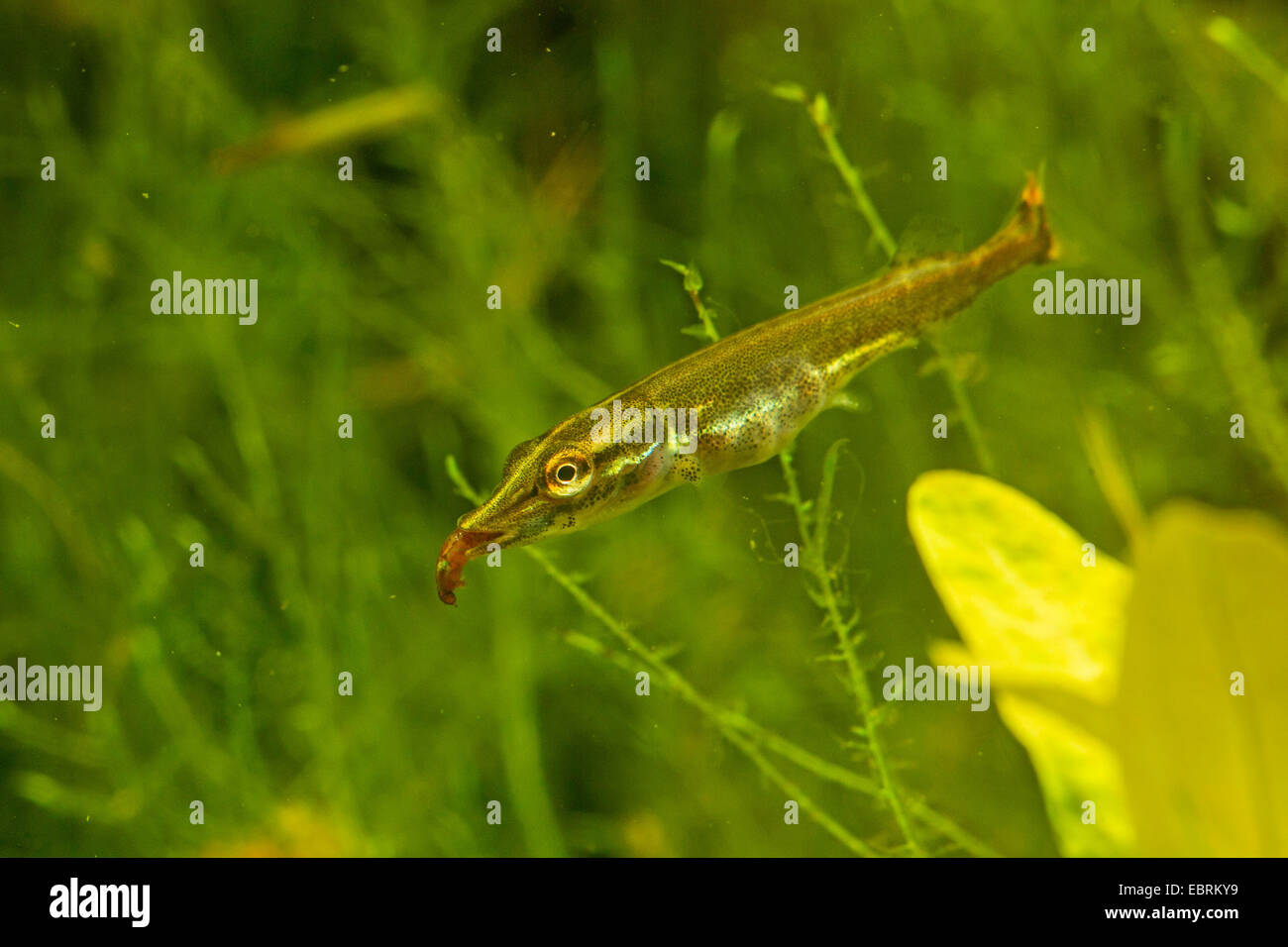 pike, northern pike (Esox lucius), juvenile eating a mosquito larva, Germany Stock Photo