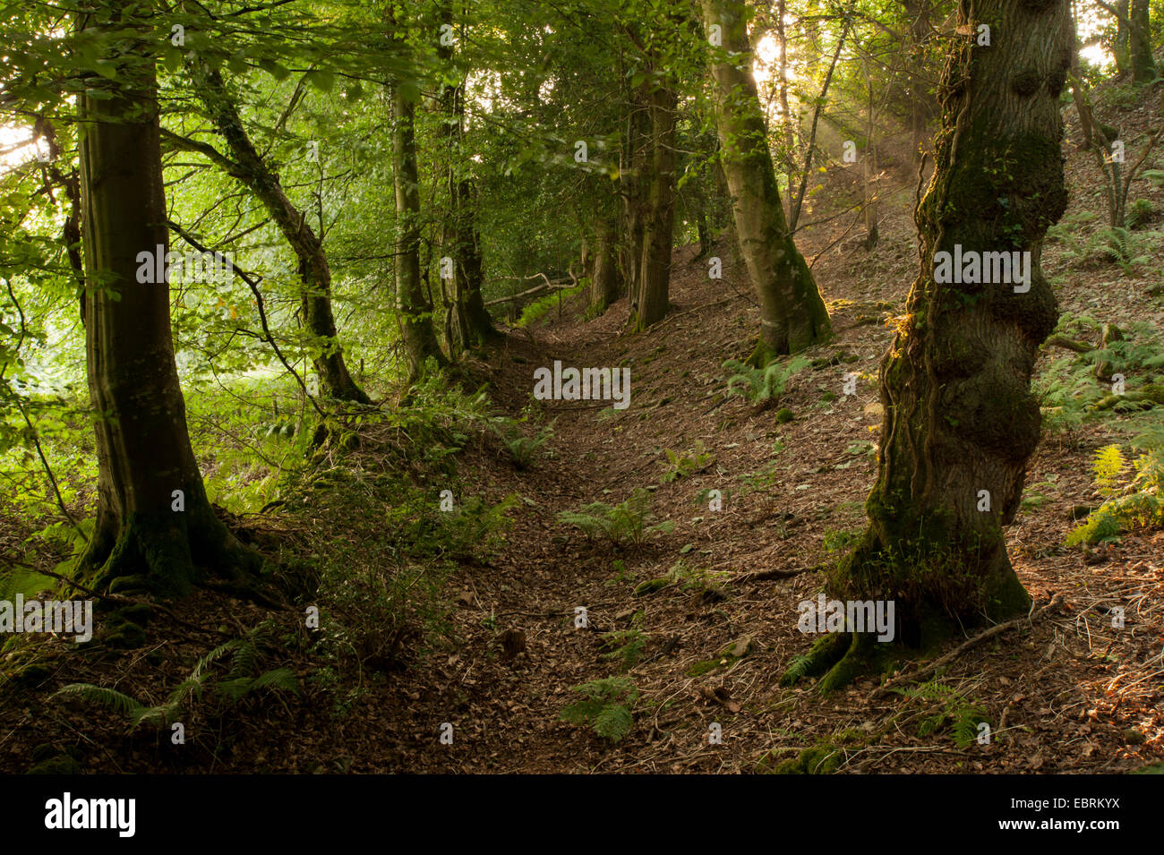 Dorset woodland path in ancient woodland during summer  with sunbeams streaming through the trees Stock Photo
