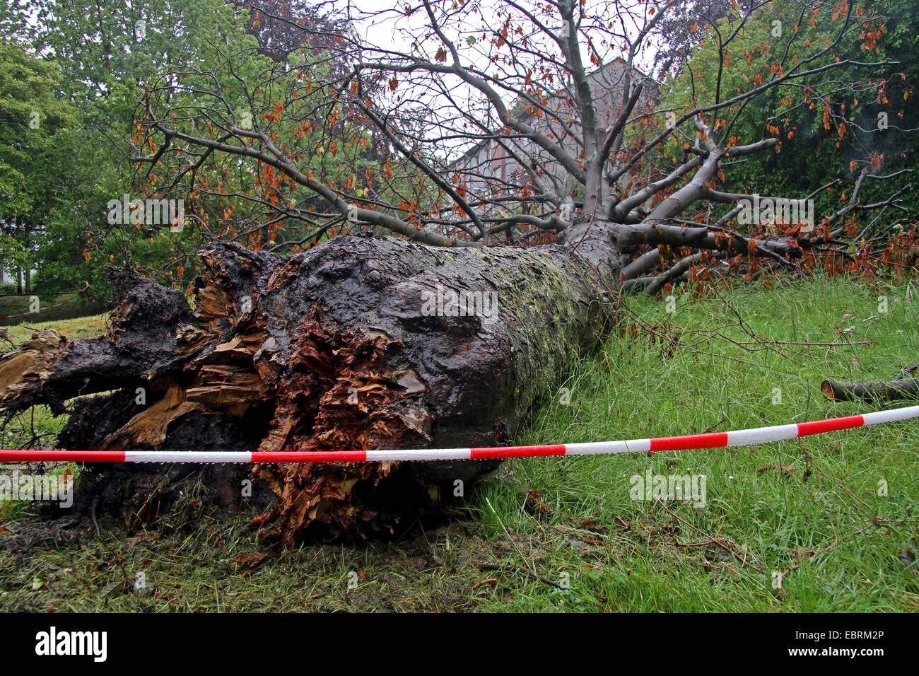 common horse chestnut (Aesculus hippocastanum), fallen trunk in a residential zone, Germany, North Rhine-Westphalia, Ruhr Area, Essen Stock Photo