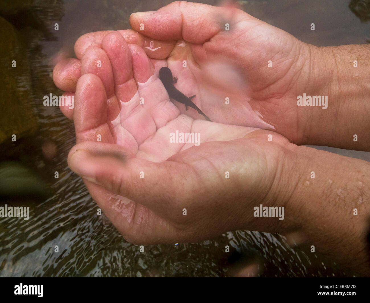 hellbender (Cryptobranchus alleganiensis), juvenile in hands, USA, Tennessee, Little River Stock Photo