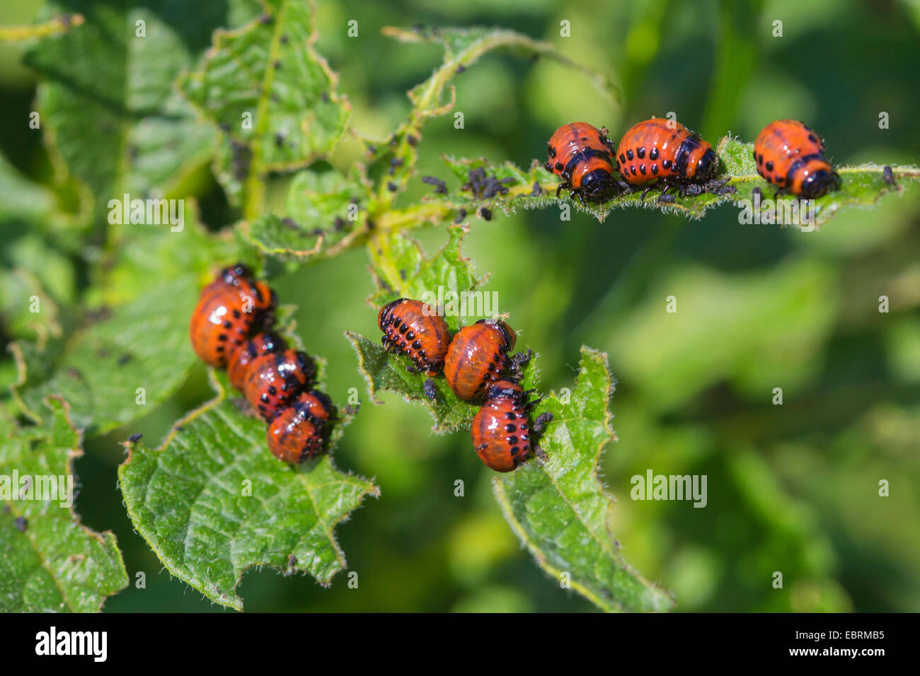 10 vermin vermins infestation infection infections hi res stock