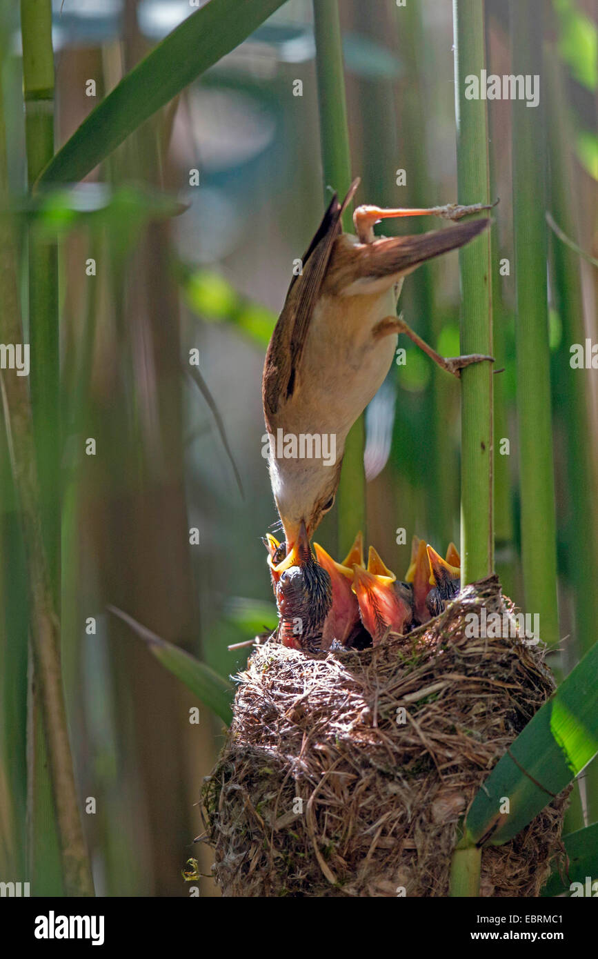 reed warbler (Acrocephalus scirpaceus), adult feeds fledged squeakers in their nest, Germany, Bavaria Stock Photo