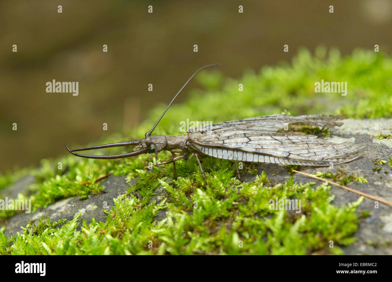 Eastern dobsonfly (Corydalus cornutus ), male on moss, USA, Tennessee, Great Smoky Mountains National Park Stock Photo