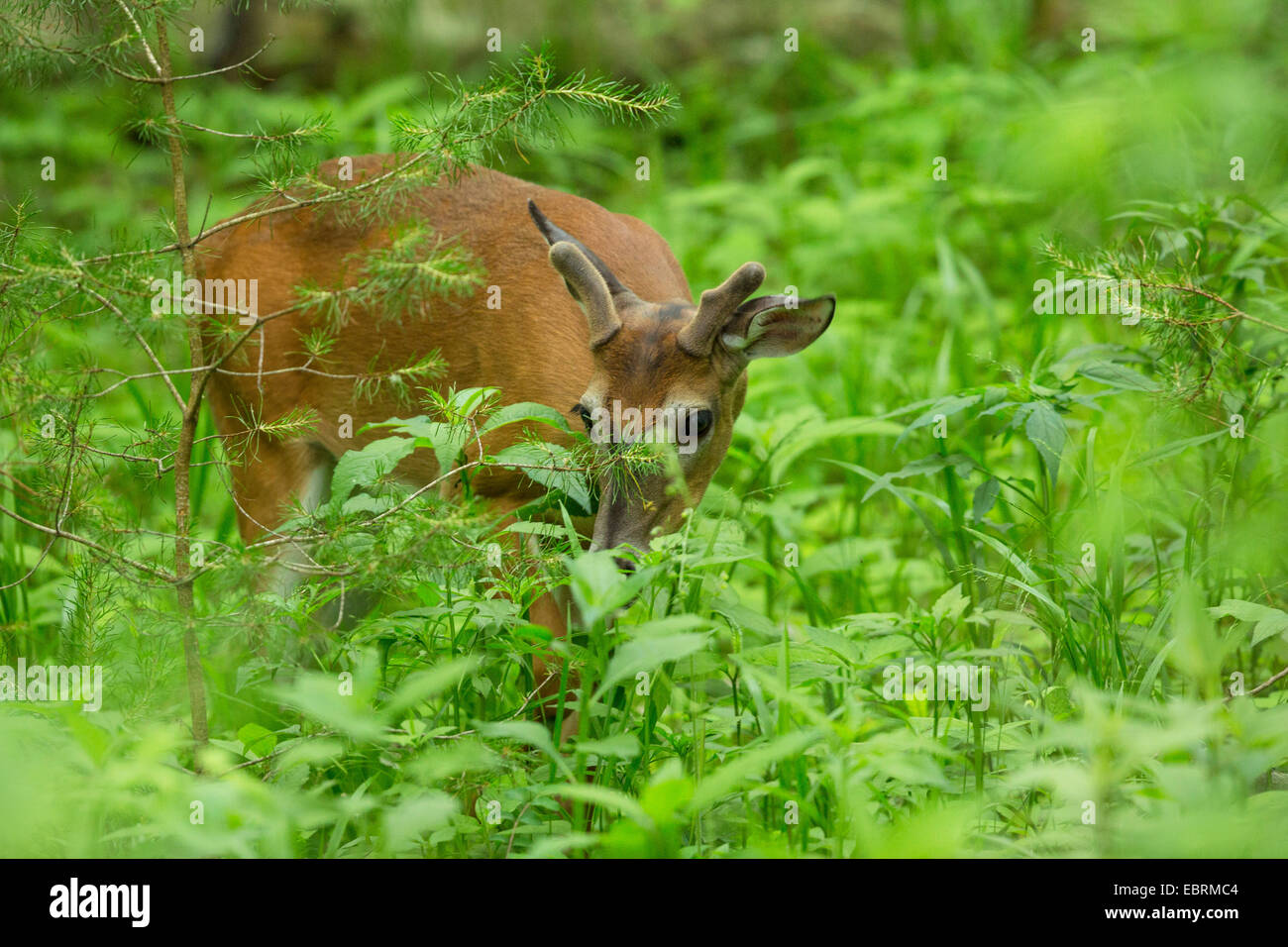 White-tailed deer (Odocoileus virginianus), browsing between herbaceous perennials, USA, Tennessee, Great Smoky Mountains National Park Stock Photo