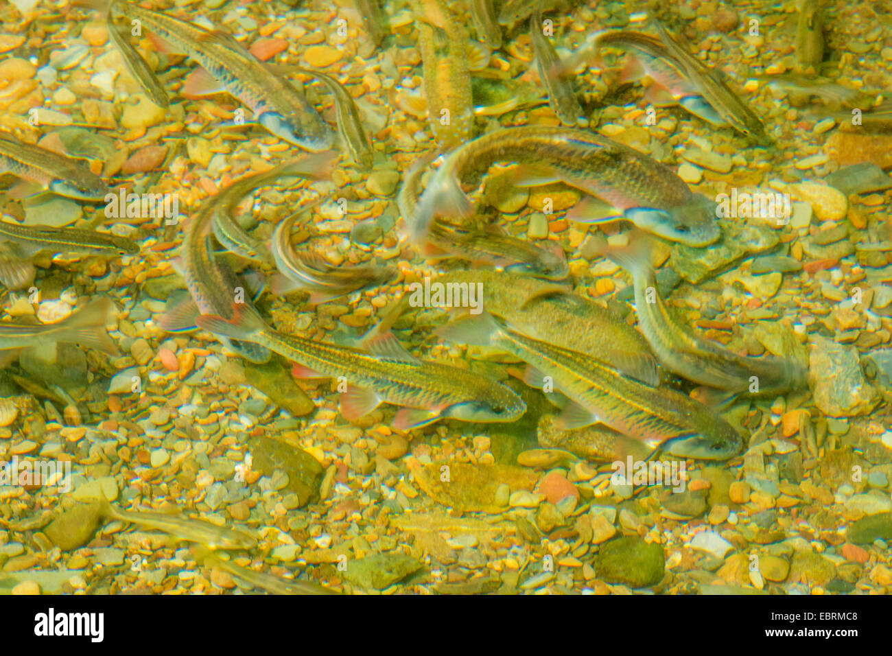 Tennessee striped shinner  (Luxilus chrysocephalus), spawning school, USA, Tennessee, Great Smoky Mountains National Park Stock Photo
