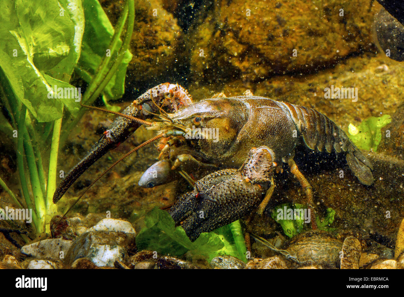 noble crayfish (Astacus astacus), feeds on a dead bitterling-like cyprinid, Germany Stock Photo