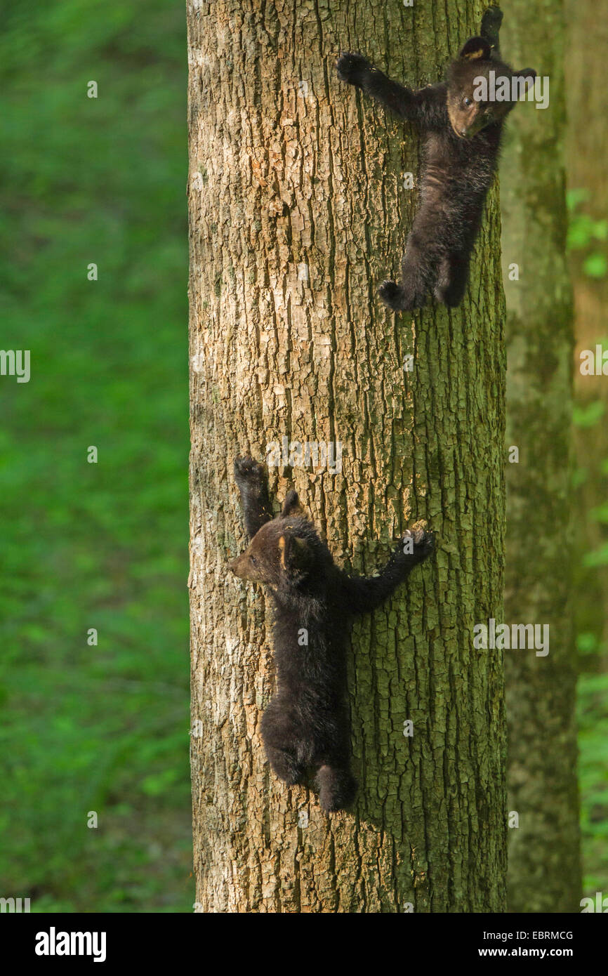 American black bear (Ursus americanus), two little bear cubs climbing up at a thick tree trunk, USA, Tennessee, Great Smoky Mountains National Park Stock Photo